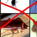 Werken sonische insectenwerende middelen voor knaagdieren echt?