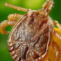 Werken ultrasone insectenwerende middelen voor knaagdieren echt?