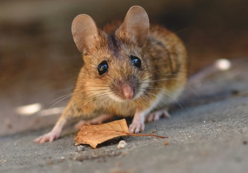 Welke geur haten muizen?