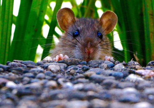Wat is het beste afweermiddel om muizen kwijt te raken?