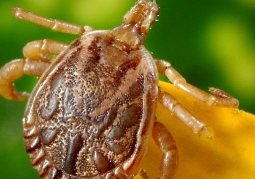 Werken ultrasone insectenwerende middelen voor knaagdieren echt?